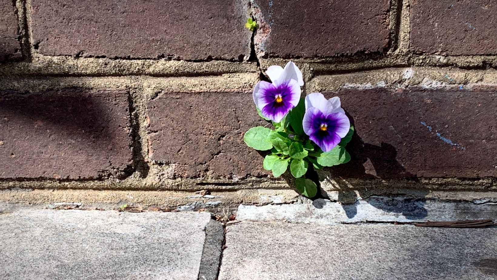 Resilienz und Stressmanagement Bild eines Veilchens, das aus einer Mauer herauswächst